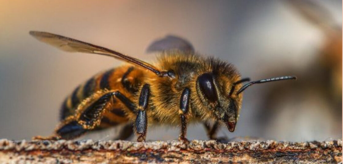 Abeja