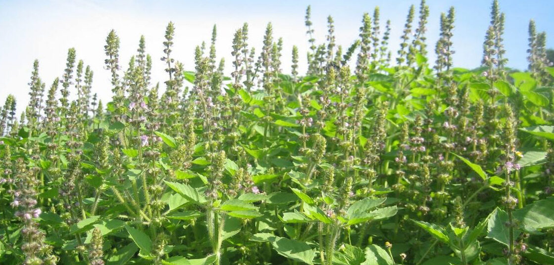 Albahaca