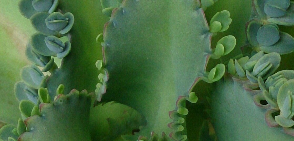 Bryophillum
