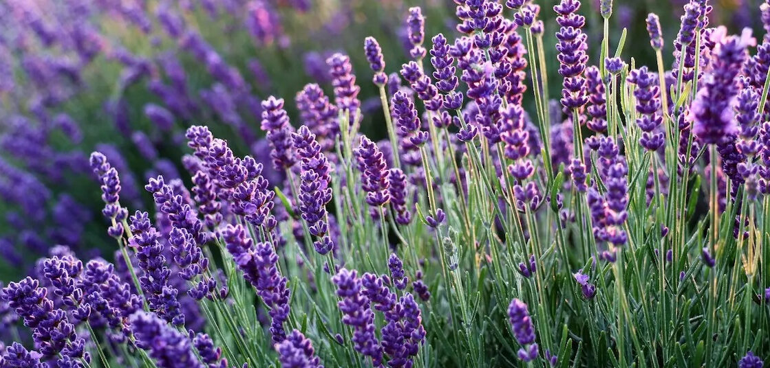 Lavanda